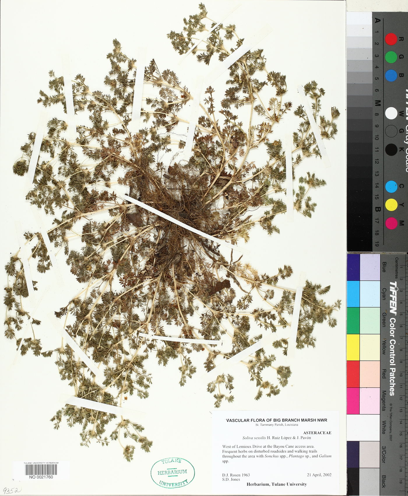 Soliva sessilis image