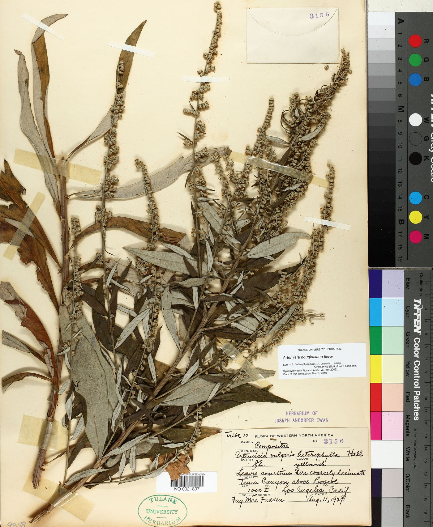 Artemisia douglasiana image