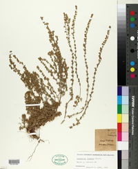 Artemisia frigida image