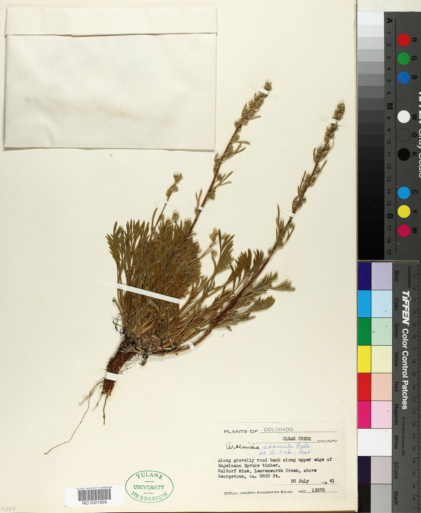 Artemisia saxicola image