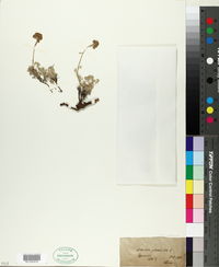 Image of Artemisia glacialis