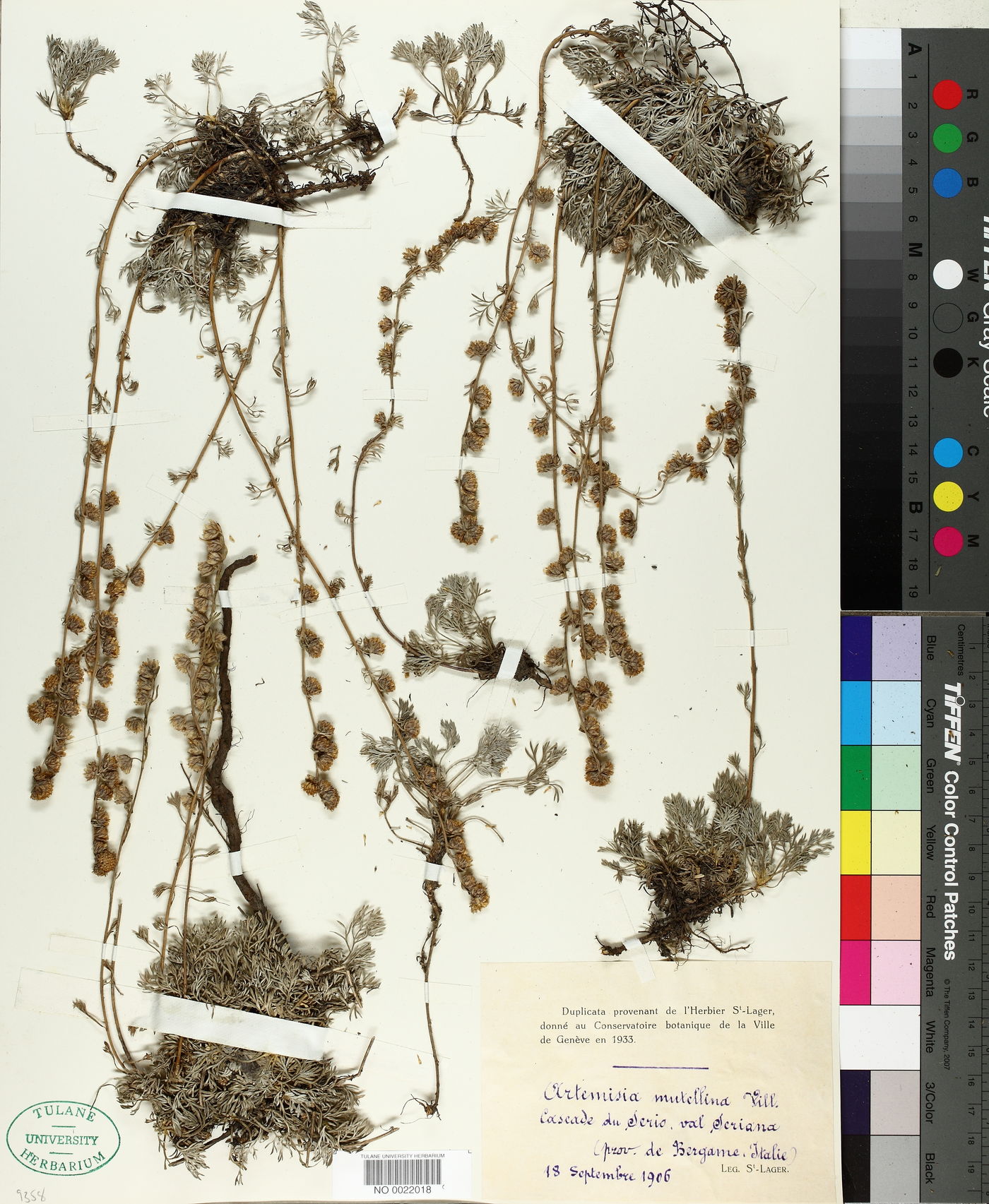 Artemisia mutellina image