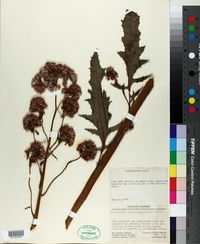 Image of Erechtites valerianifolia