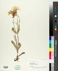 Arnica alpina image