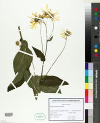 Doronicum austriacum image