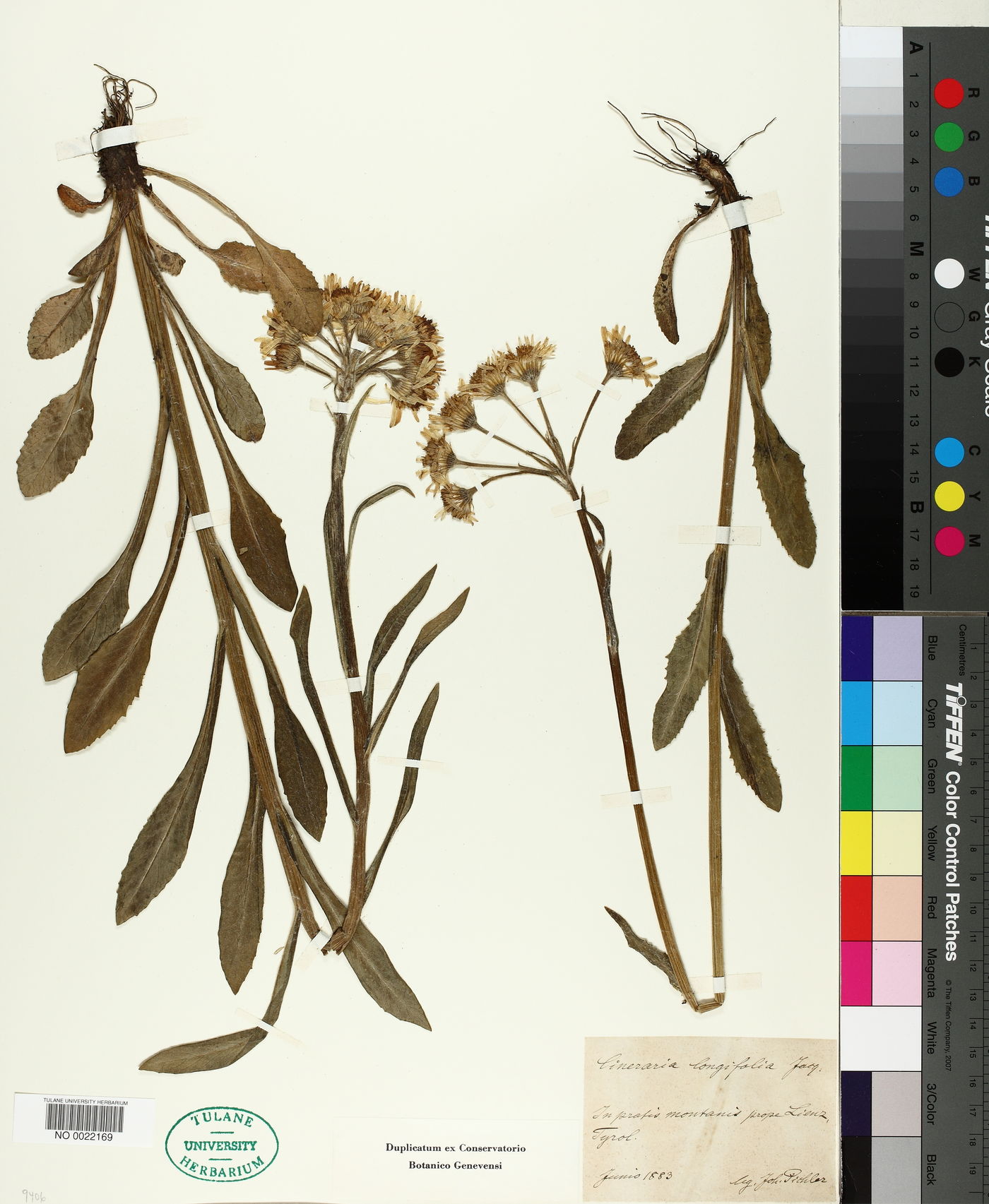 Cineraria longifolia image