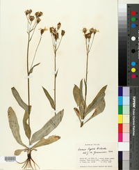 Senecio lugens image