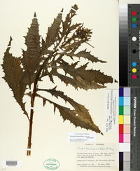 Erechtites hieraciifolius var. hieraciifolius image