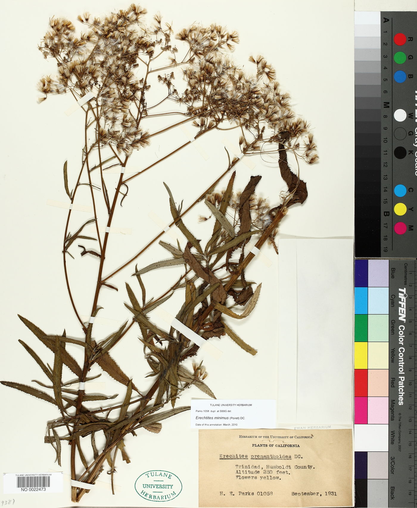 Erechtites minimus image
