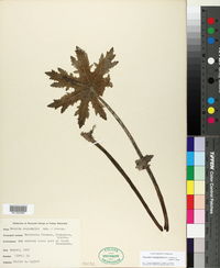 Psacalium megaphyllum image