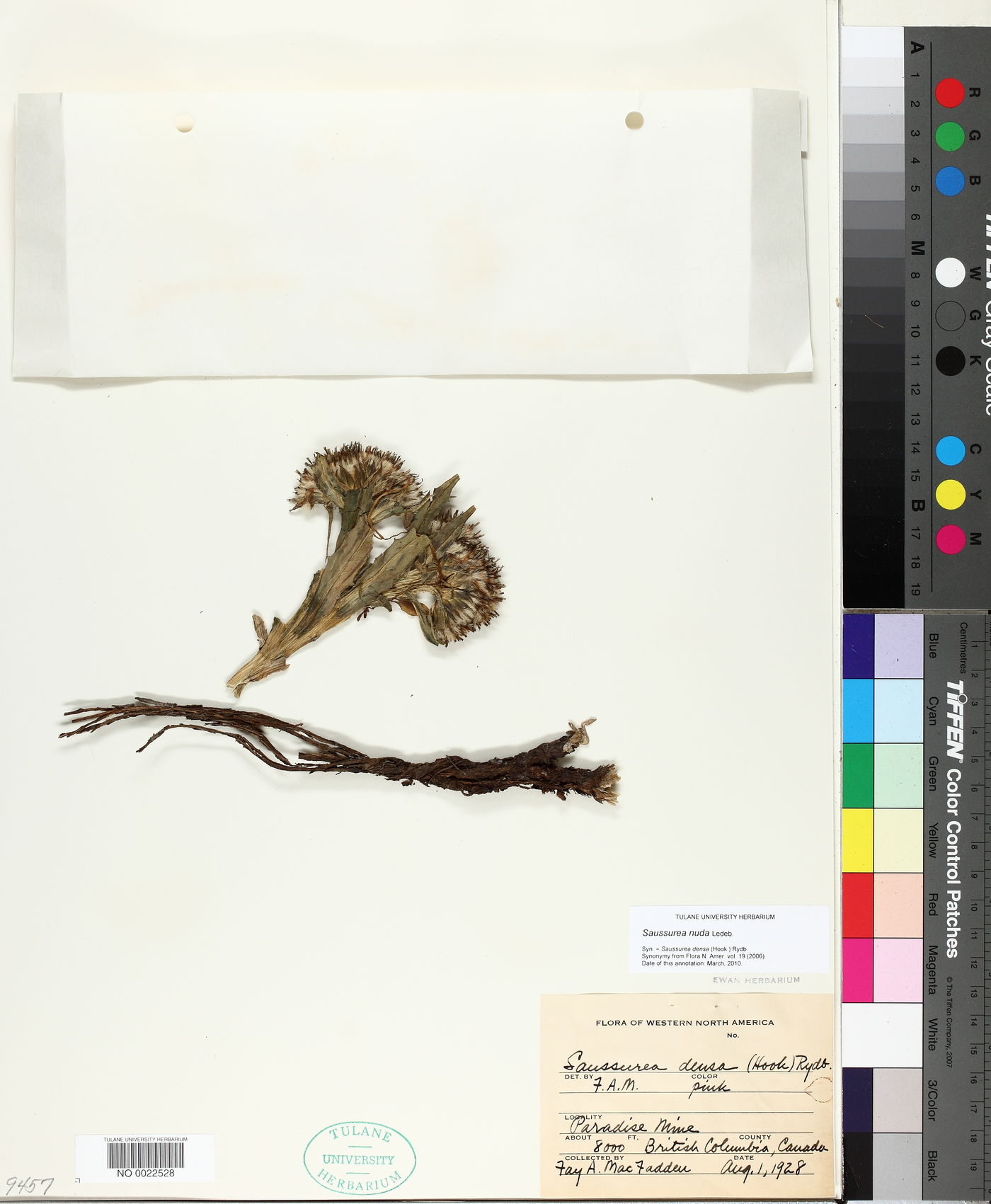 Saussurea nuda image