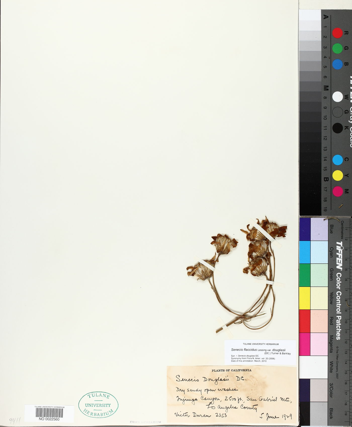 Senecio flaccidus var. douglasii image