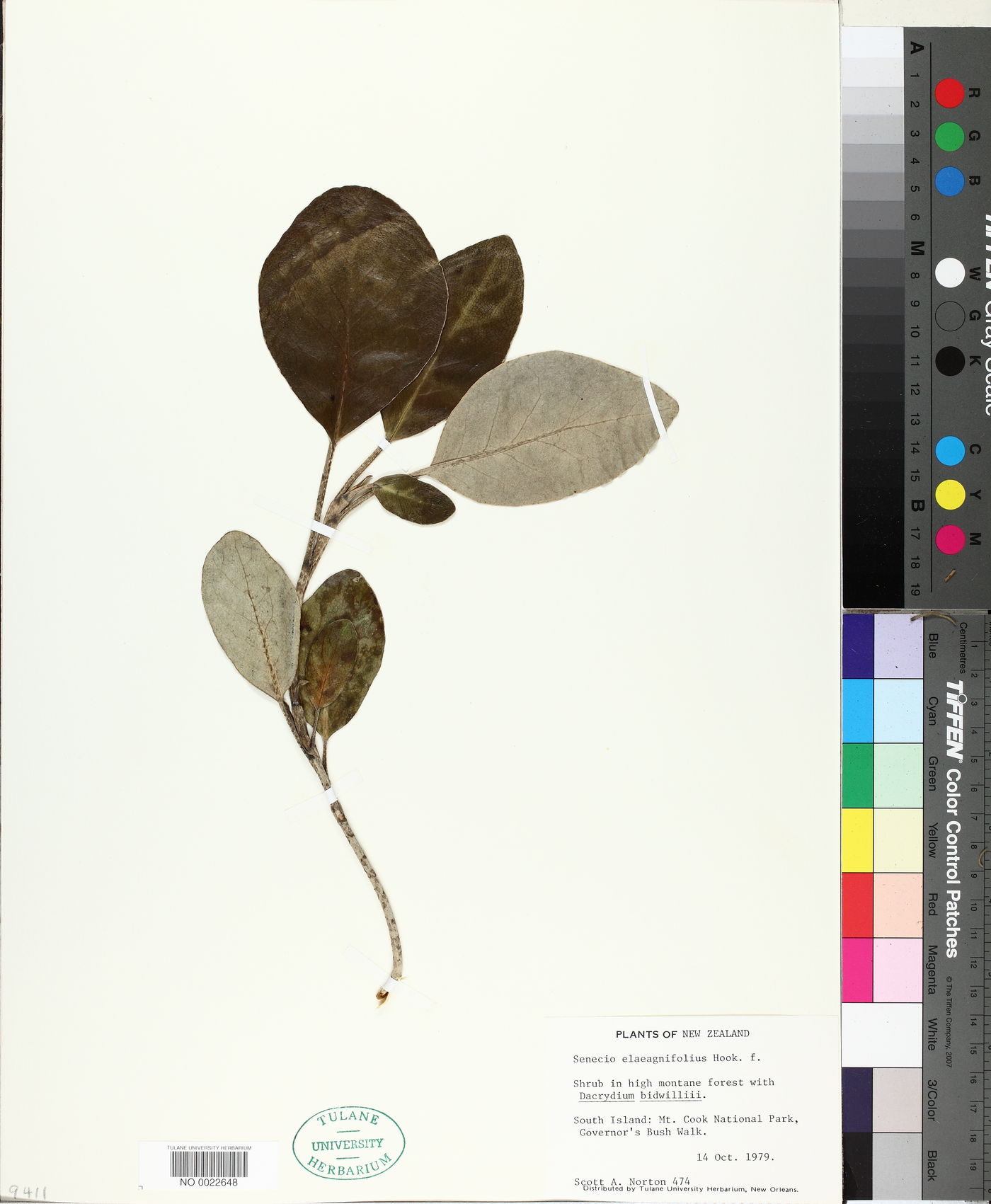Brachyglottis elaeagnifolia image