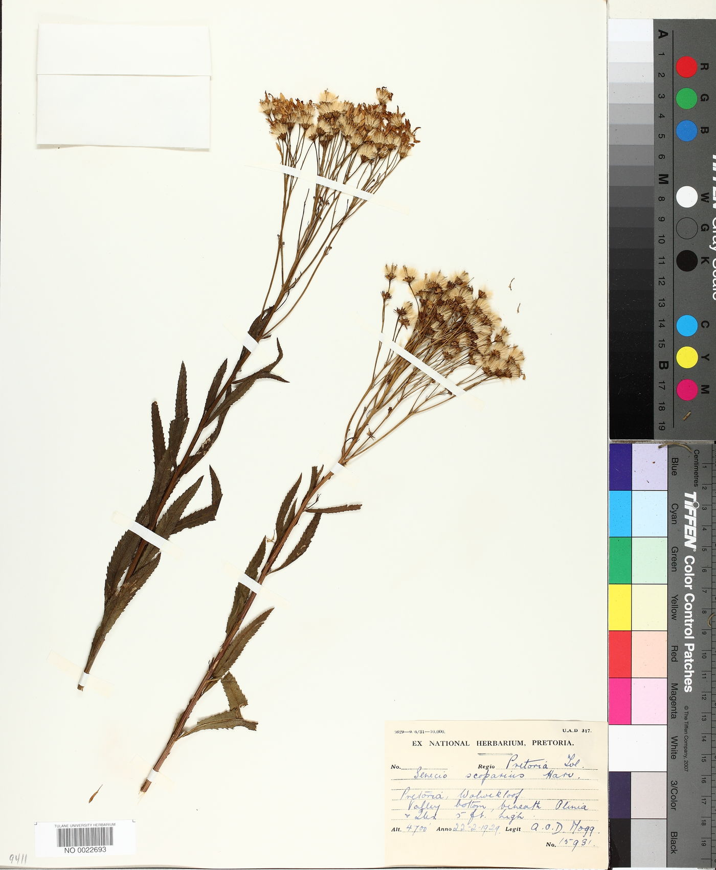 Senecio scoparius image