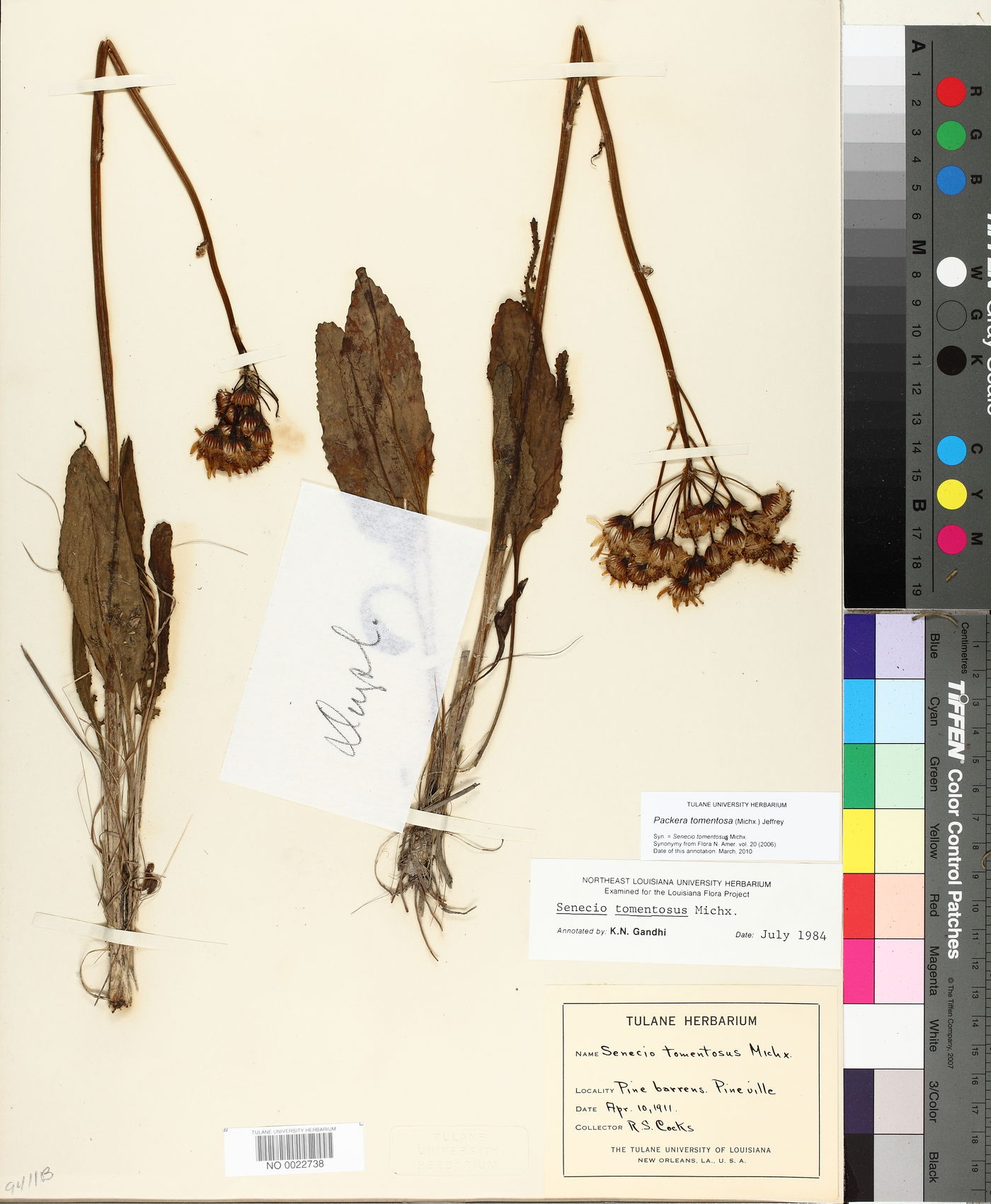 Packera tomentosa image