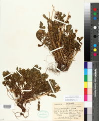 Image of Packera ionophylla