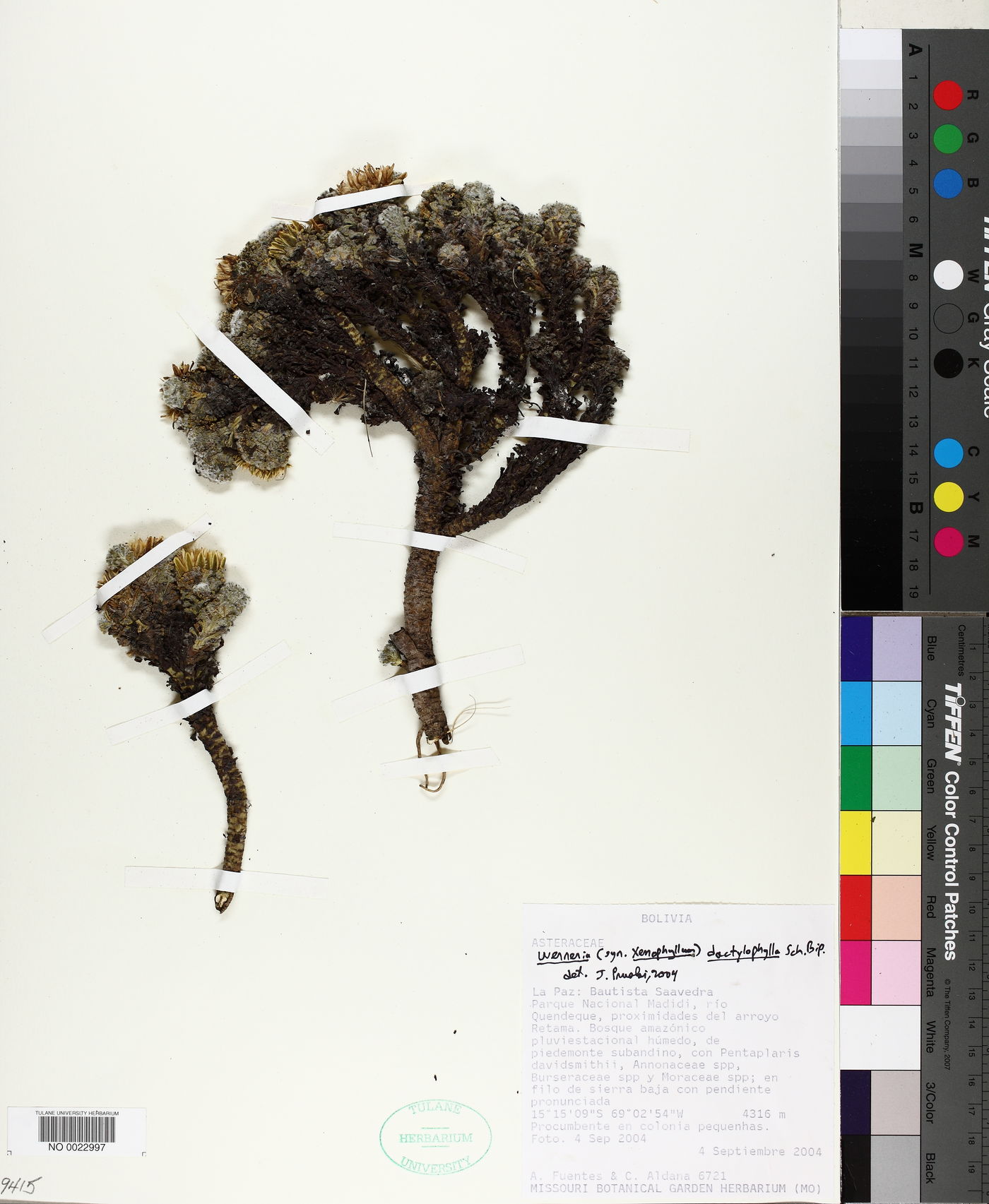 Xenophyllum dactylophyllum image