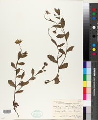 Image of Osteospermum grandidentatum