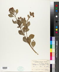 Chrysanthemoides monilifera image