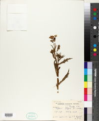 Image of Osteospermum scariosum