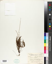 Image of Ursinia tenuifolia