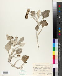 Arctotheca populifolia image