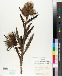 Cirsium horridulum image