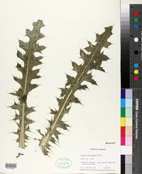 Cirsium horridulum image