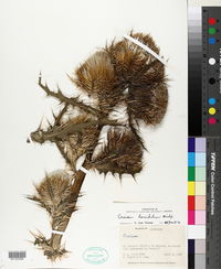 Cirsium horridulum image