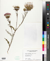 Cirsium carolinianum image