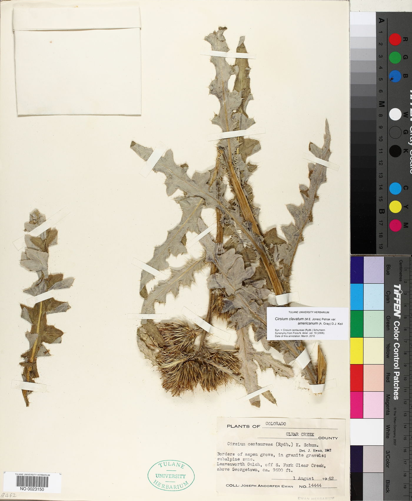 Cirsium centaureae image