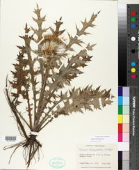 Cirsium horridulum image