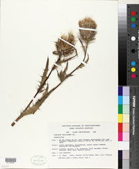 Cirsium mexicanum image