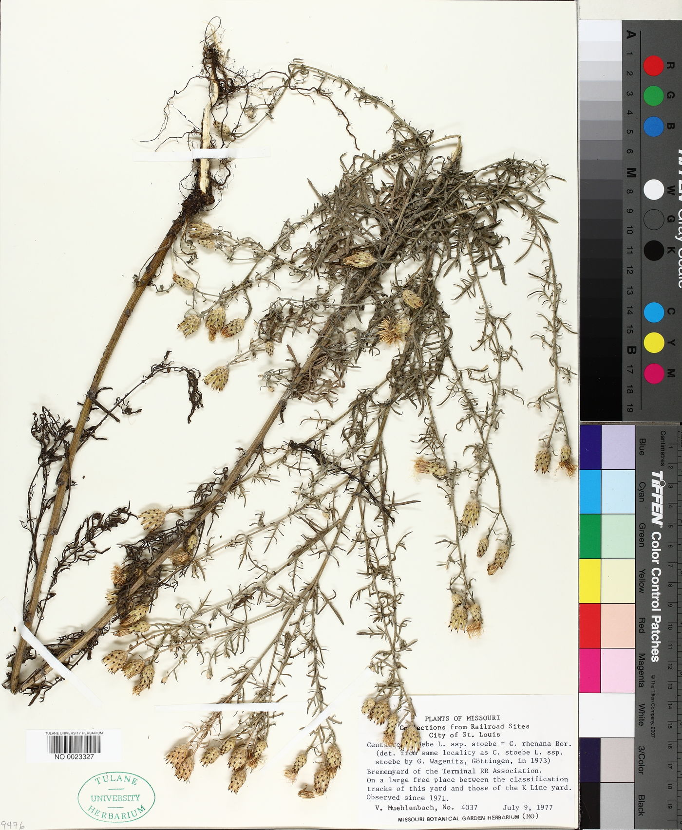 Centaurea stoebe subsp. stoebe image