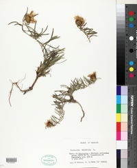 Image of Centaurea linifolia