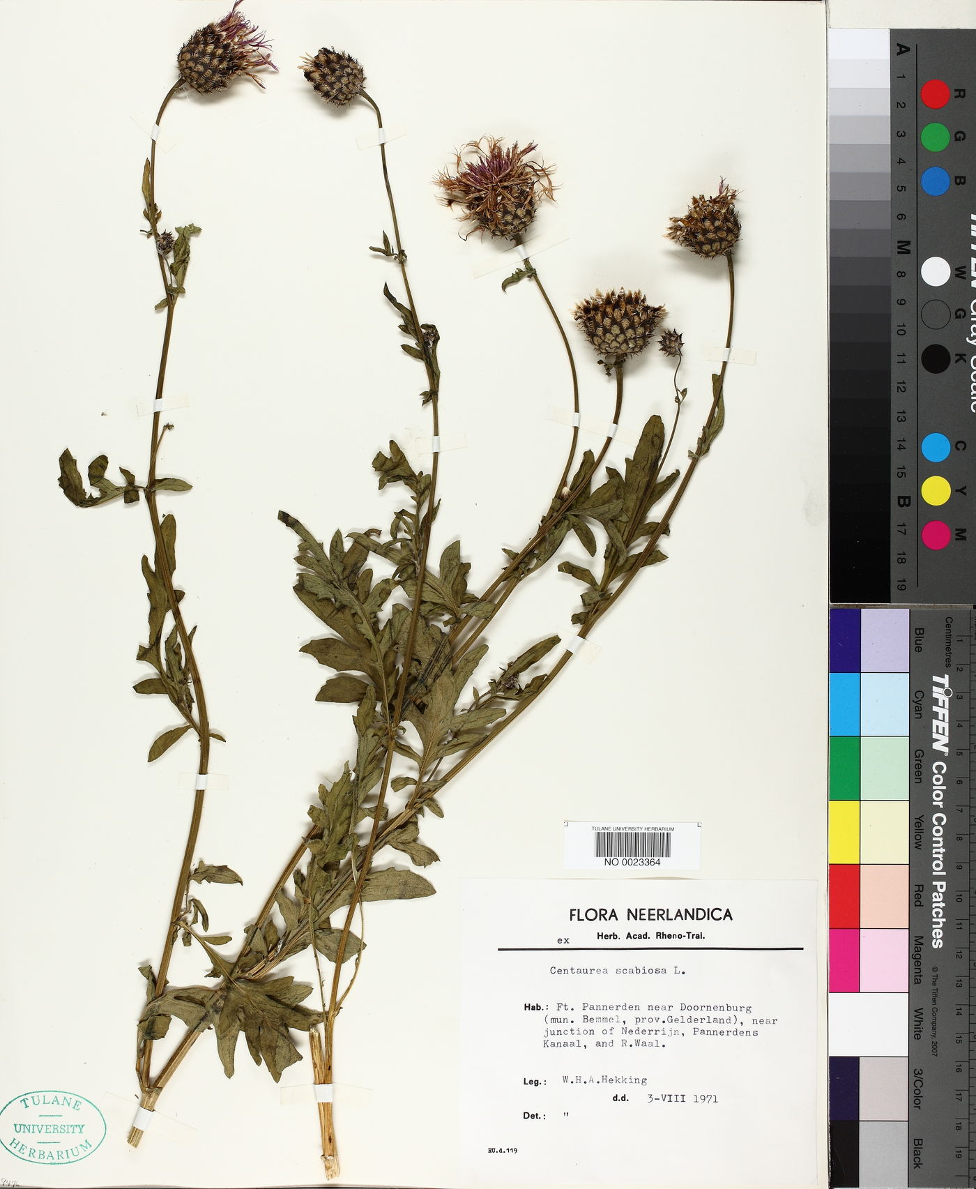 Centaurea scabiosa image