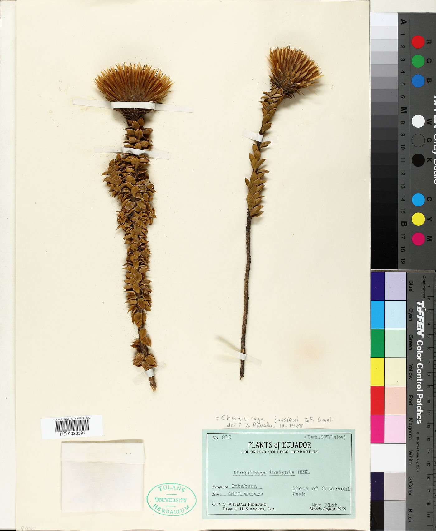 Chuquiraga jussieui image
