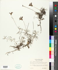Onoseris hyssopifolia image
