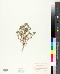 Image of Triptilion cordifolium