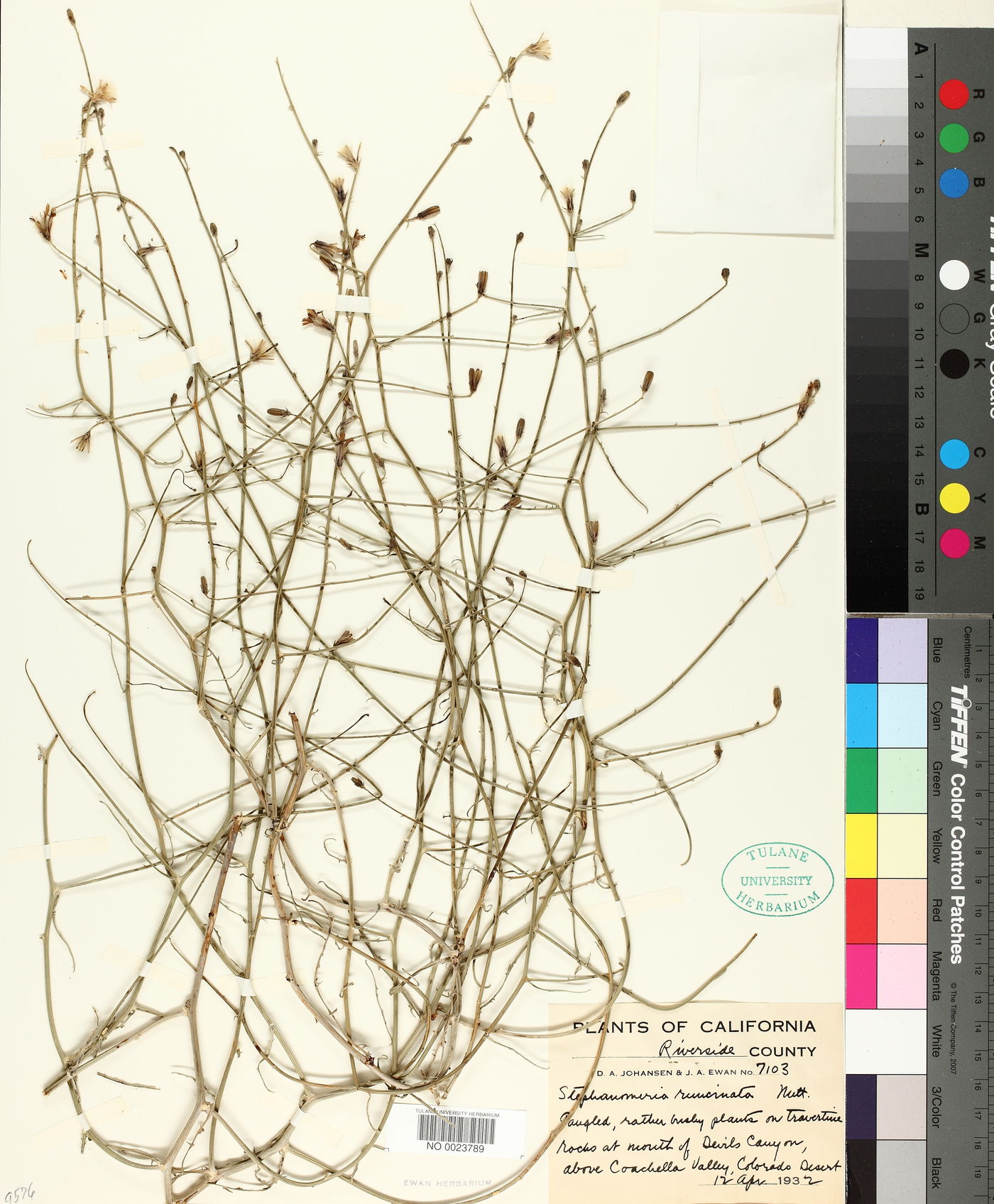 Stephanomeria runcinata image