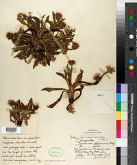 Image of Taraxacum californicum