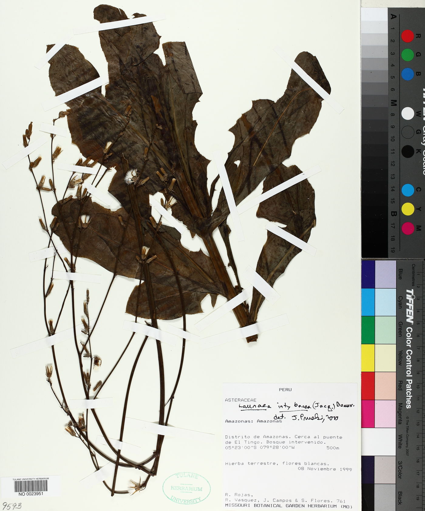 Launaea intybacea image