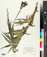Image of Sonchus palustris