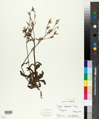 Image of Lactuca intybacea