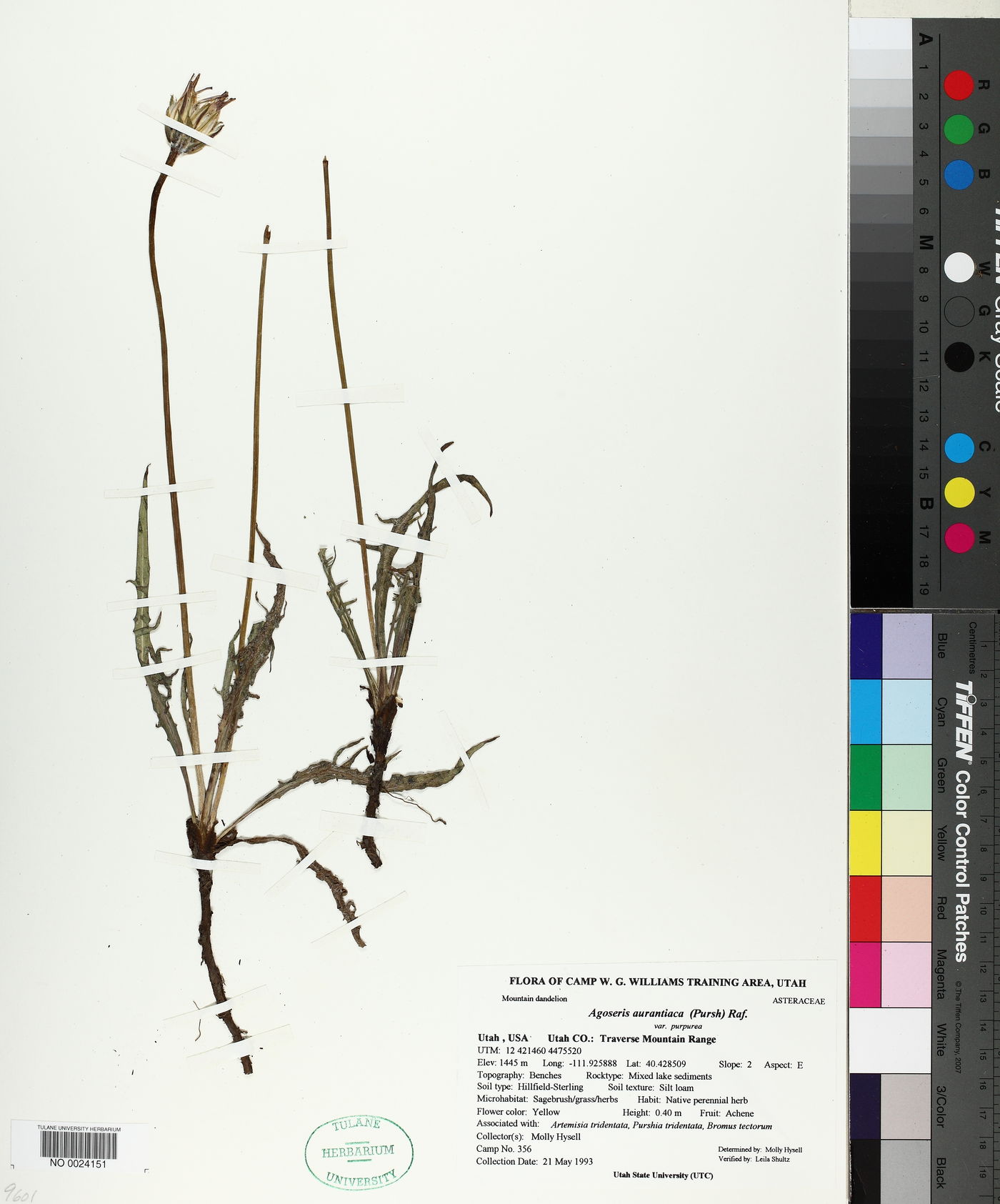 Agoseris aurantiaca var. purpurea image