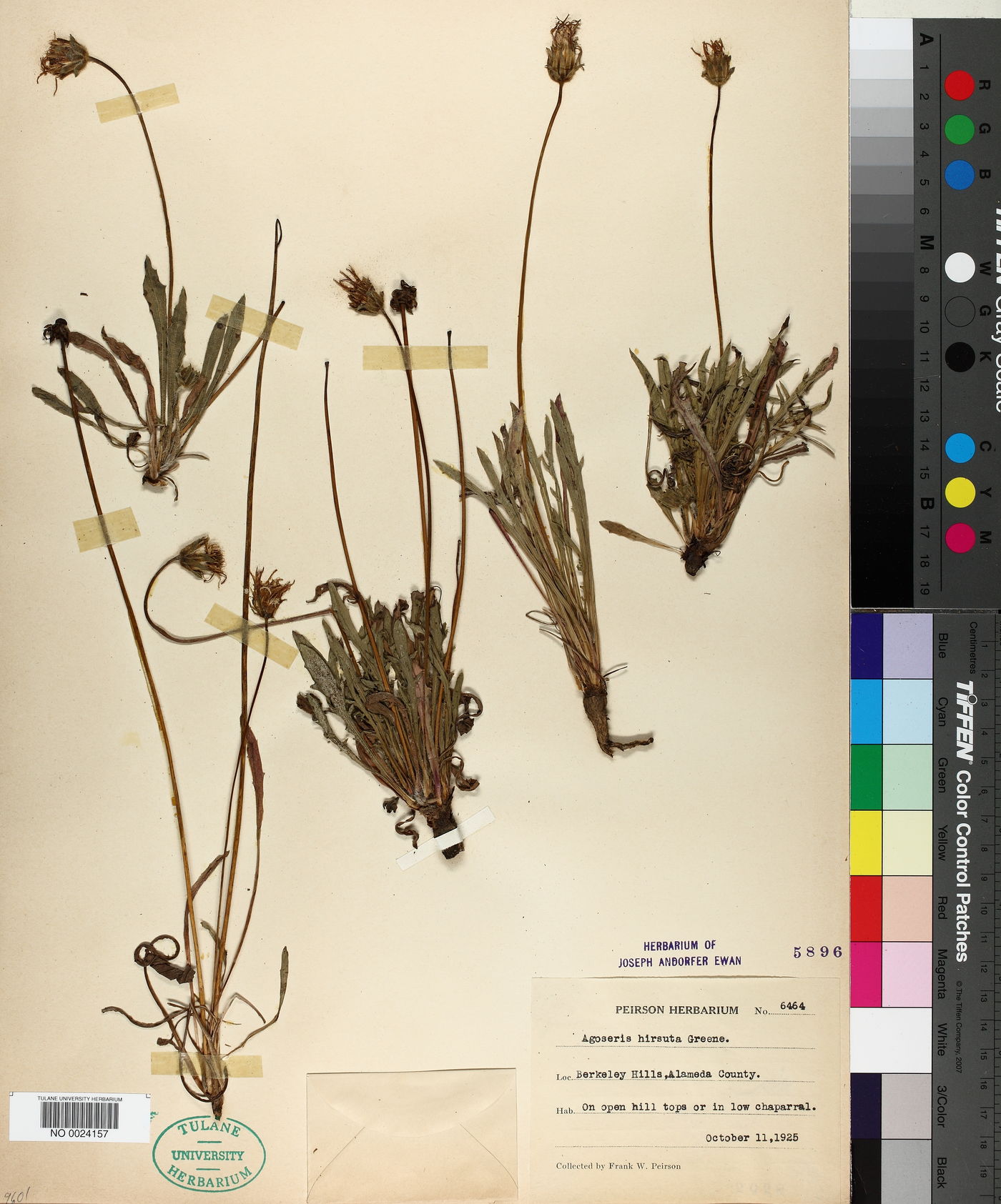 Agoseris hirsuta image