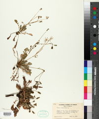 Image of Crepis bursifolia