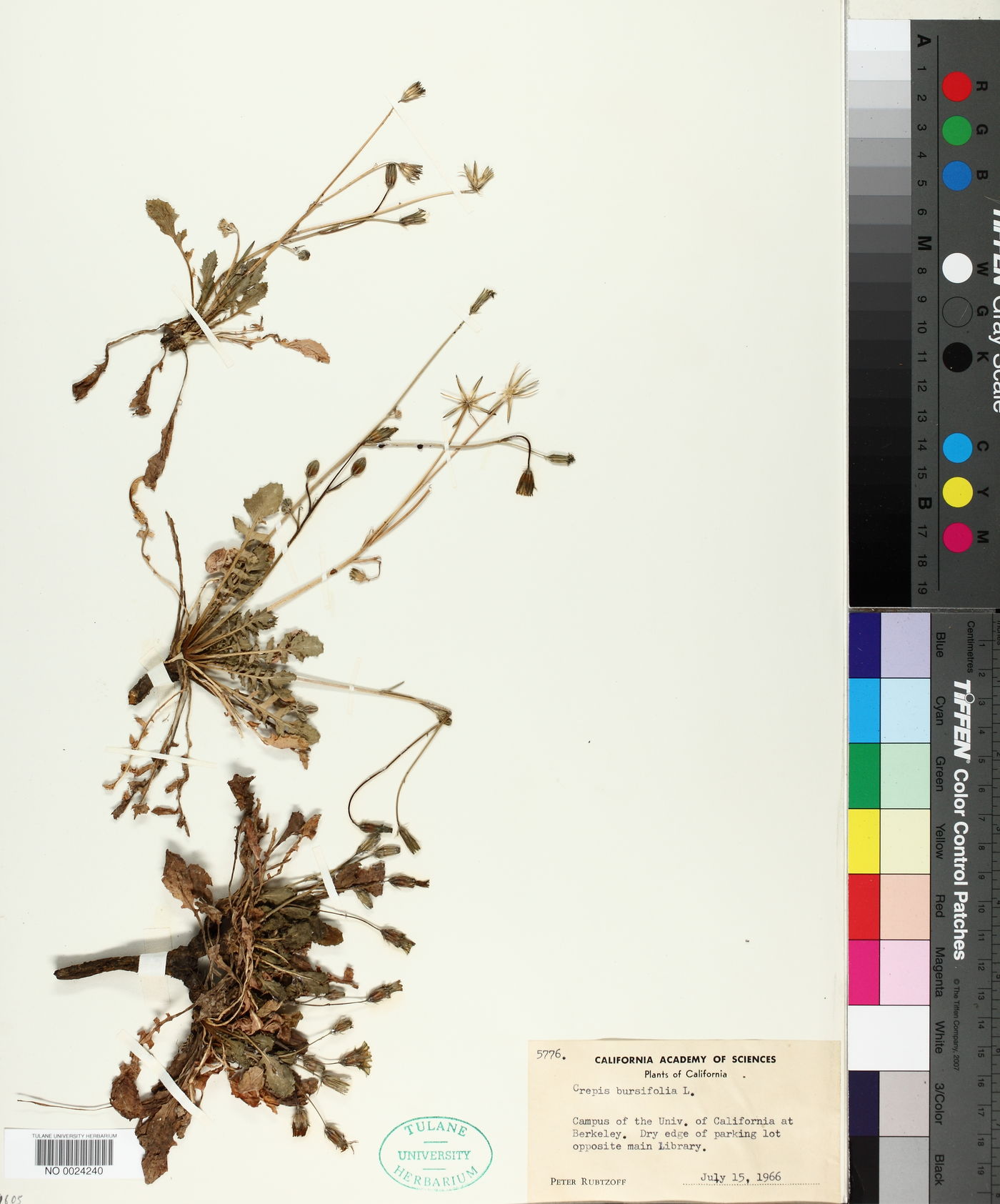 Crepis bursifolia image