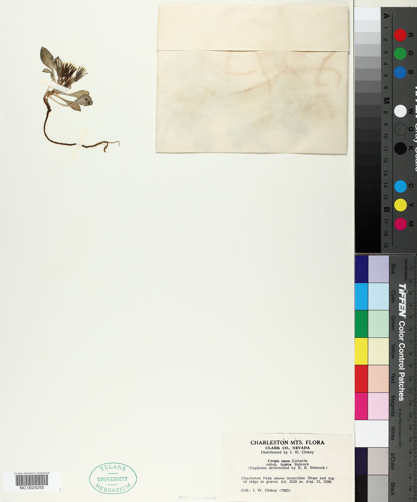 Crepis nana subsp. typica image
