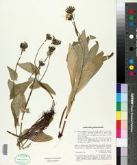Crepis pyrenaica image
